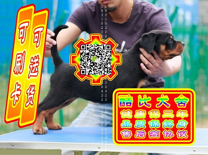 可免费送货上门、罗威纳犬、微信视频、签质保协议