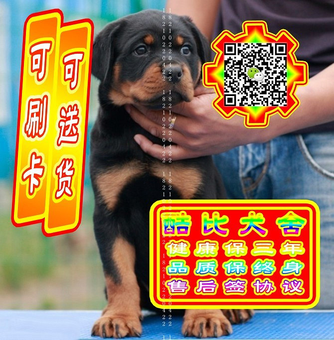 可免费送货上门、罗威纳犬、微信视频、签质保协议