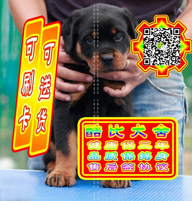 可免费送货上门、罗威纳犬、微信视频、签质保协议