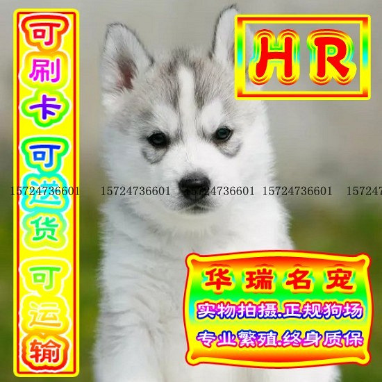 三针做好、送货上门、哈士奇、证件齐全、保健康