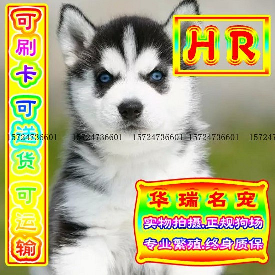 三针做好、送货上门、哈士奇、证件齐全、保健康