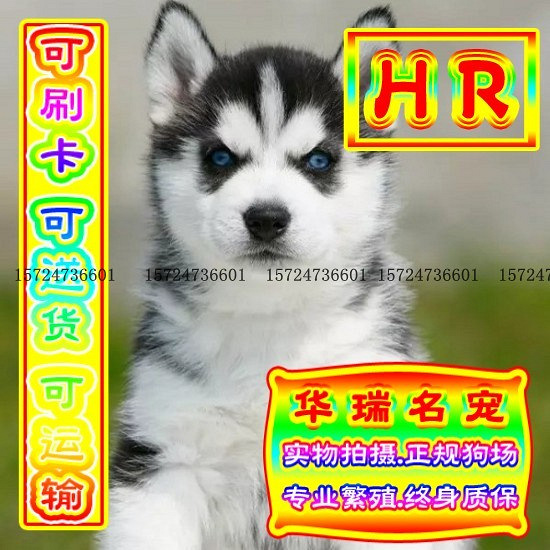 三针做好、送货上门、哈士奇、证件齐全、保健康