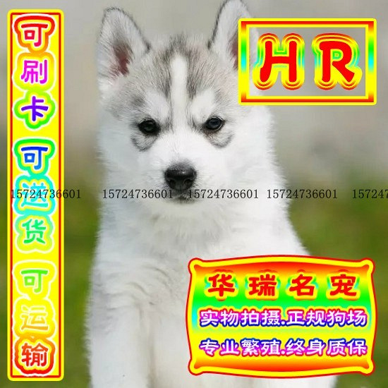 三针做好、送货上门、哈士奇、证件齐全、保健康