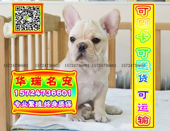 三针做好、送货上门、法牛、证件齐全、保健康