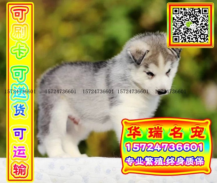 三针做好、送货上门、哈士奇、证件齐全、保健康