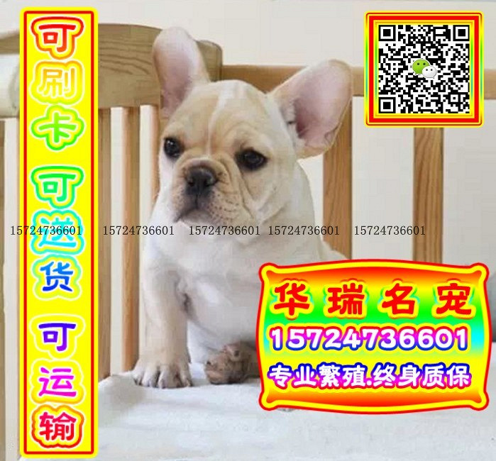 三针做好、送货上门、法牛、证件齐全、保健康