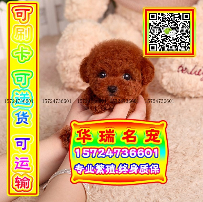 三针做好、送货上门、泰迪、证件齐全、保健康