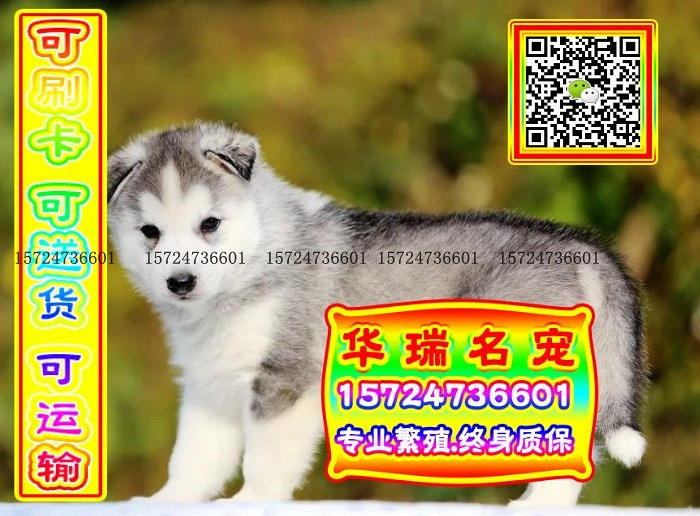 三针做好、送货上门、哈士奇、证件齐全、保健康