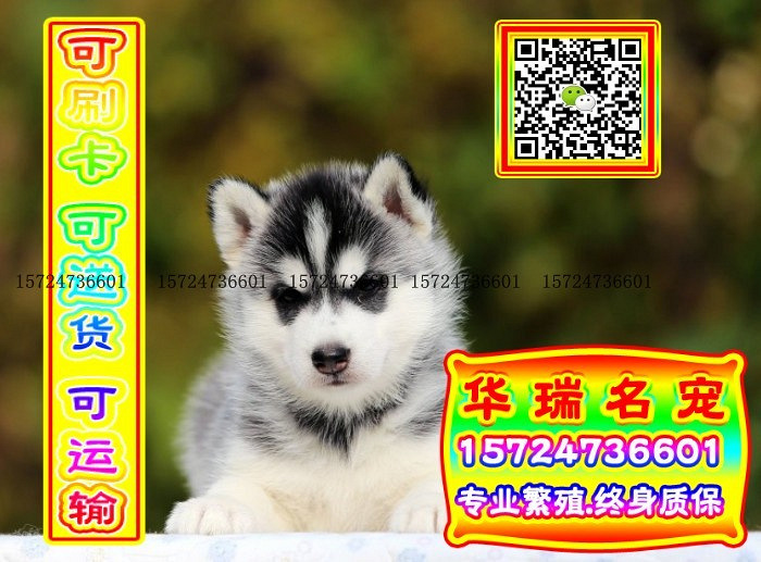 三针做好、送货上门、哈士奇、证件齐全、保健康