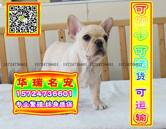 三针做好、送货上门、法牛、证件齐全、保健康