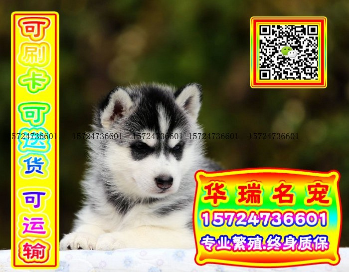 三针做好、送货上门、哈士奇、证件齐全、保健康