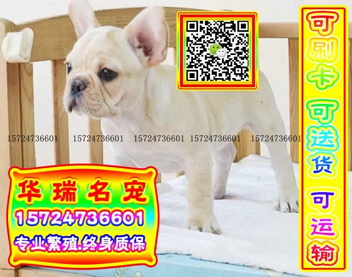 三针做好、送货上门、法牛、证件齐全、保健康