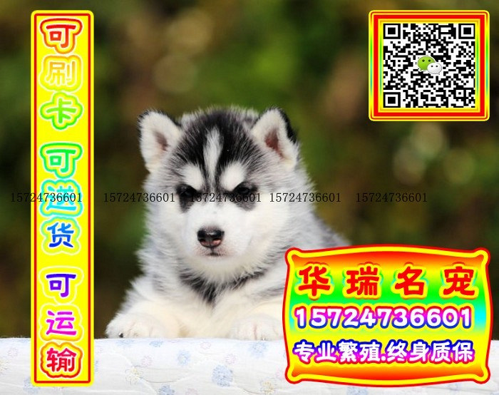 三针做好、送货上门、哈士奇、证件齐全、保健康