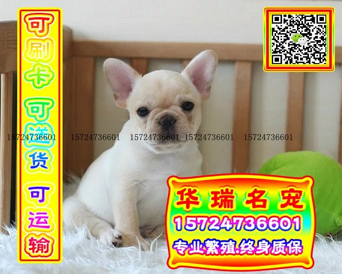 三针做好、送货上门、法牛、证件齐全、保健康