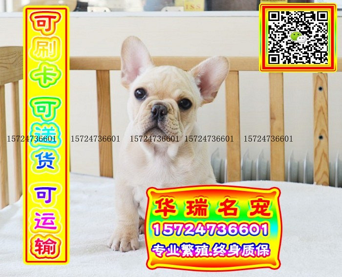 三针做好、送货上门、法牛、证件齐全、保健康