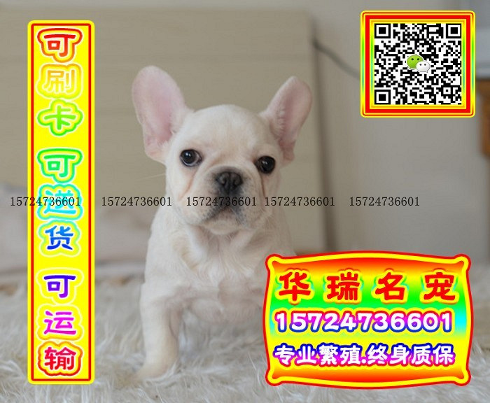 三针做好、送货上门、法牛、证件齐全、保健康