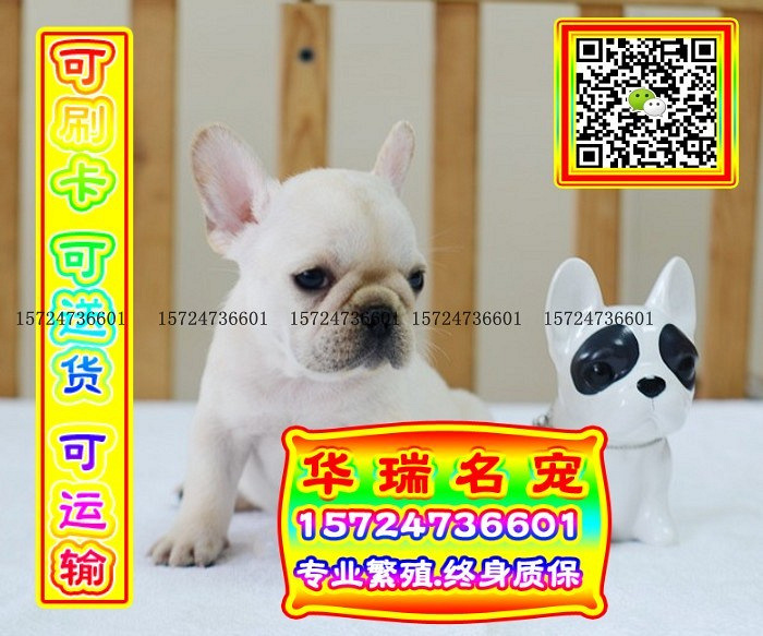 三针做好、送货上门、法牛、证件齐全、保健康