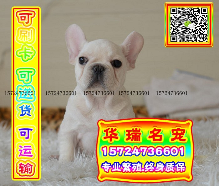 三针做好、送货上门、法牛、证件齐全、保健康