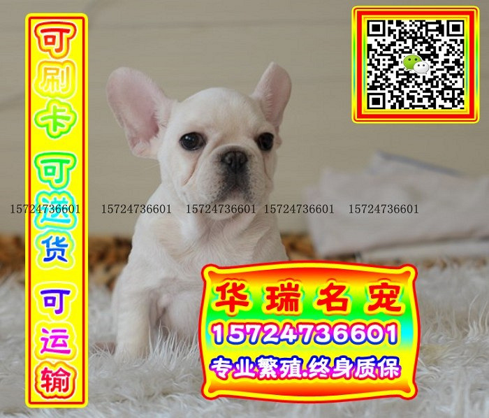 三针做好、送货上门、法牛、证件齐全、保健康