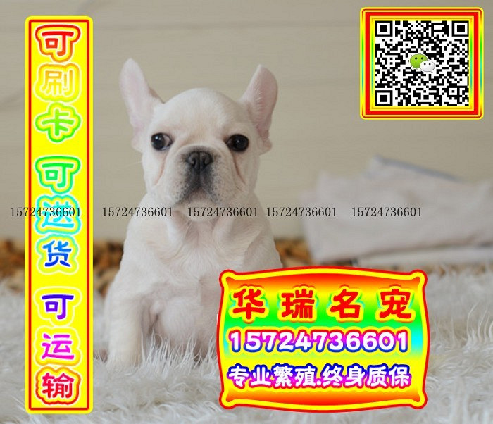 三针做好、送货上门、法牛、证件齐全、保健康