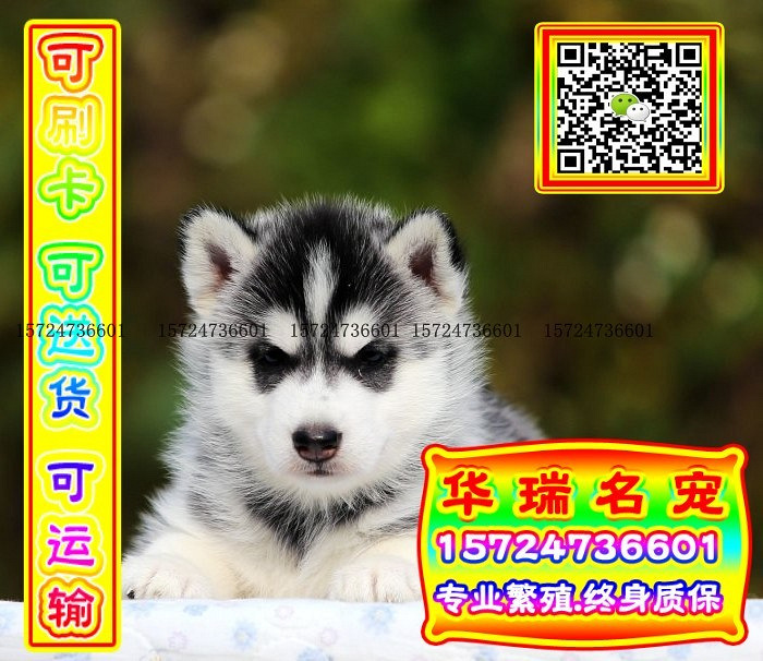三针做好、送货上门、哈士奇、证件齐全、保健康