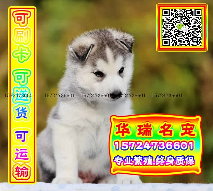 三针做好、送货上门、哈士奇、证件齐全、保健康