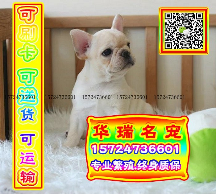 三针做好、送货上门、法牛、证件齐全、保健康