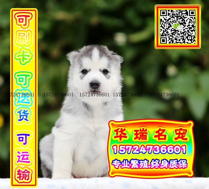 三针做好、送货上门、哈士奇、证件齐全、保健康