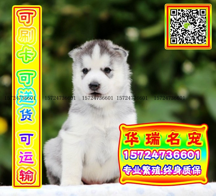 三针做好、送货上门、哈士奇、证件齐全、保健康