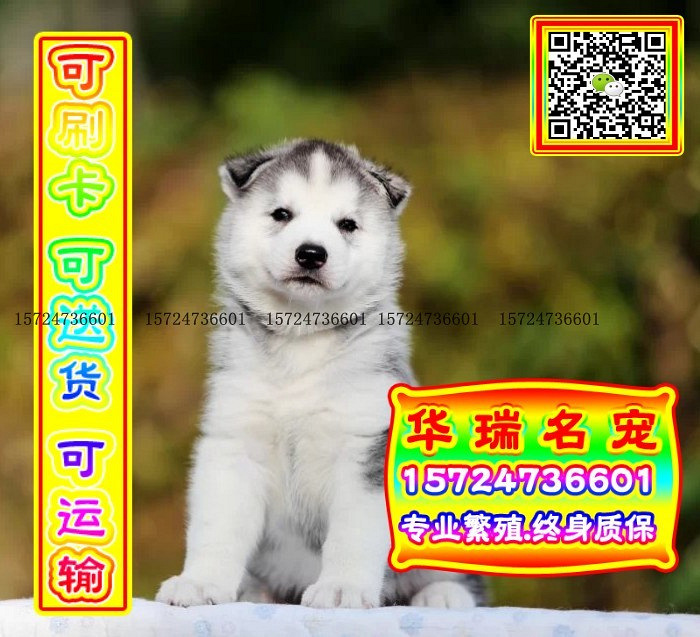 三针做好、送货上门、哈士奇、证件齐全、保健康