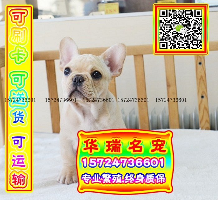 三针做好、送货上门、法牛、证件齐全、保健康