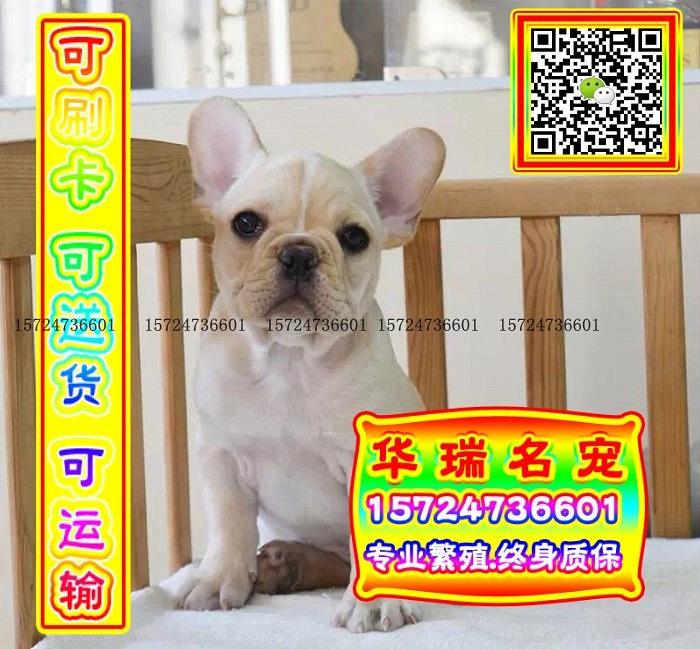 三针做好、送货上门、法牛、证件齐全、保健康