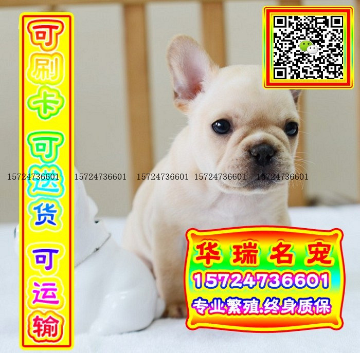 三针做好、送货上门、法牛、证件齐全、保健康