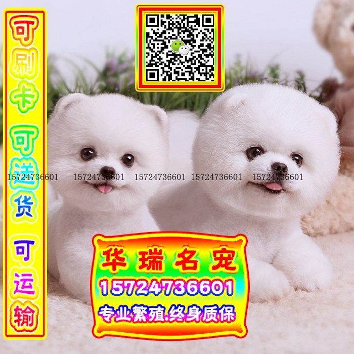 三针做好、送货上门、博美、证件齐全、保健康