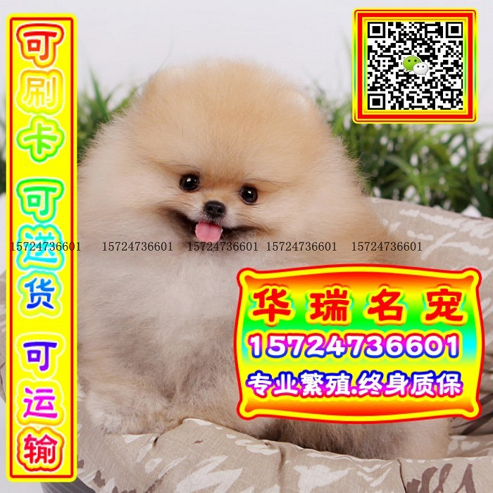 三针做好、送货上门、博美、证件齐全、保健康