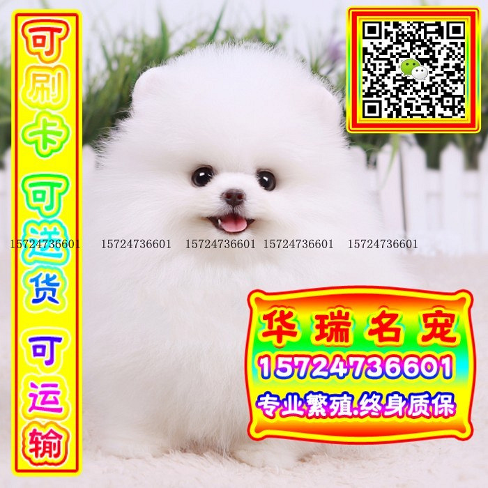 三针做好、送货上门、博美、证件齐全、保健康