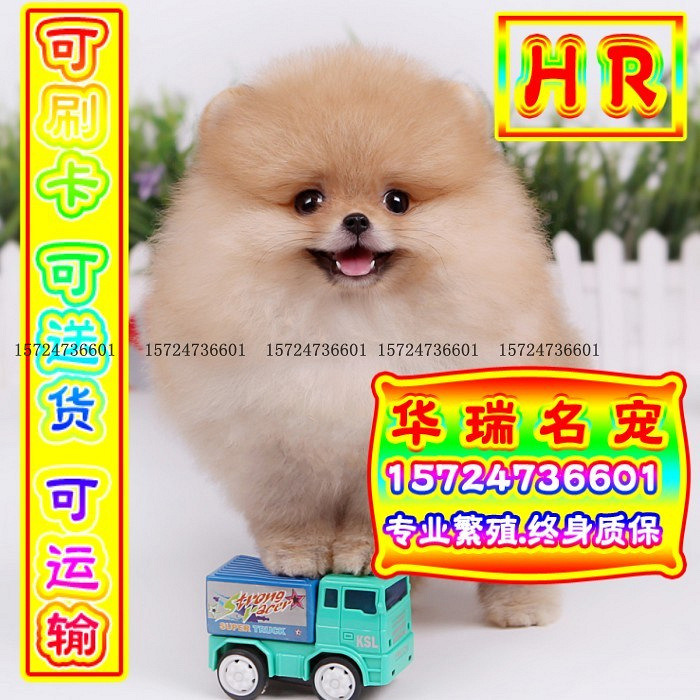 三针做好、送货上门、博美、证件齐全、保健康