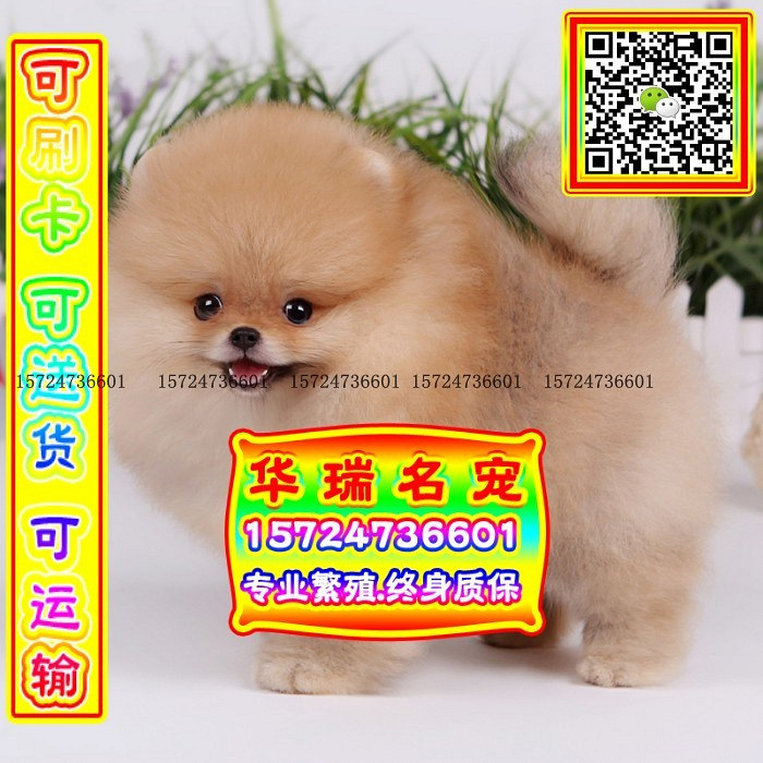 三针做好、送货上门、博美、证件齐全、保健康