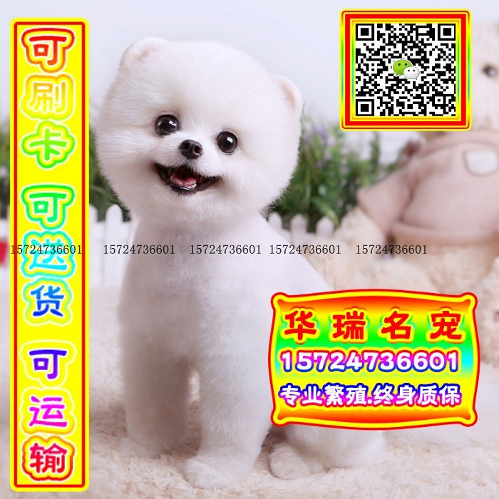 三针做好、送货上门、博美、证件齐全、保健康