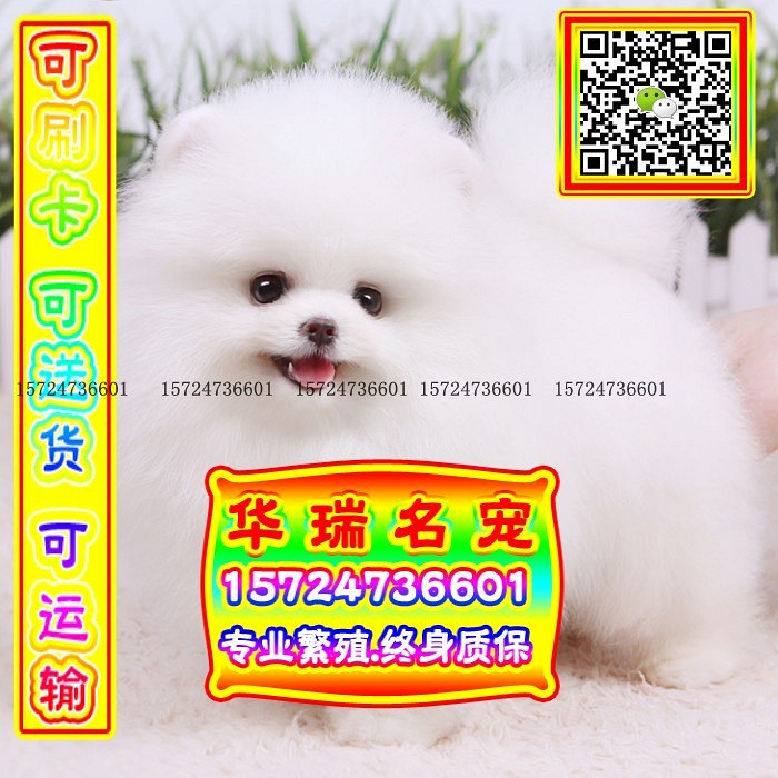 三针做好、送货上门、博美、证件齐全、保健康