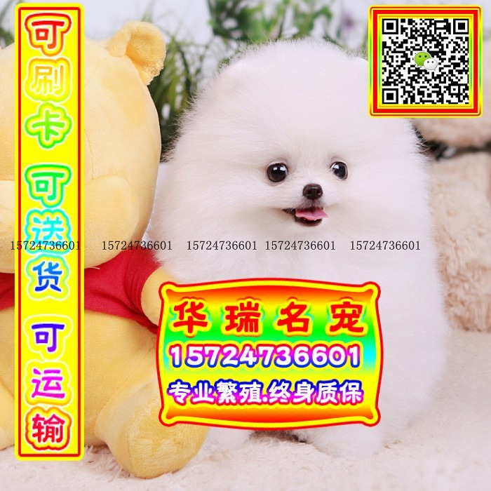 三针做好、送货上门、博美、证件齐全、保健康