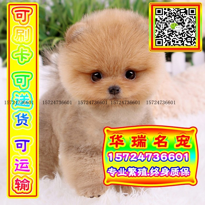 三针做好、送货上门、博美、证件齐全、保健康