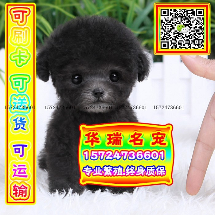 三针做好、送货上门、泰迪、证件齐全、保健康