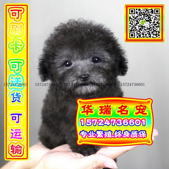 三针做好、送货上门、泰迪、证件齐全、保健康