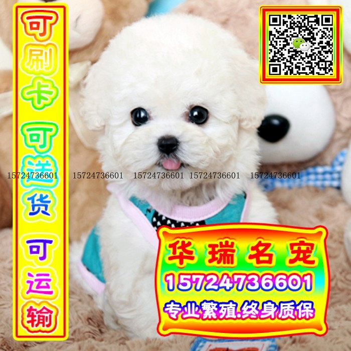 三针做好、送货上门、泰迪、证件齐全、保健康