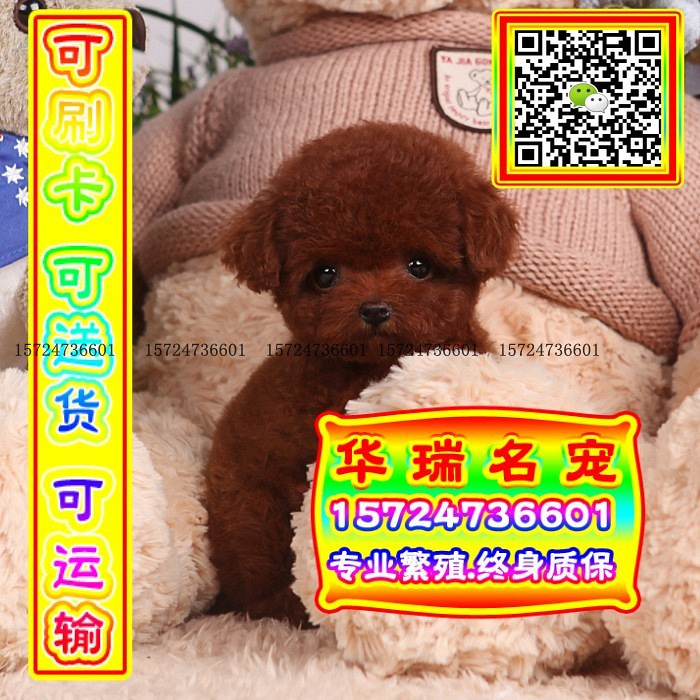 三针做好、送货上门、泰迪、证件齐全、保健康