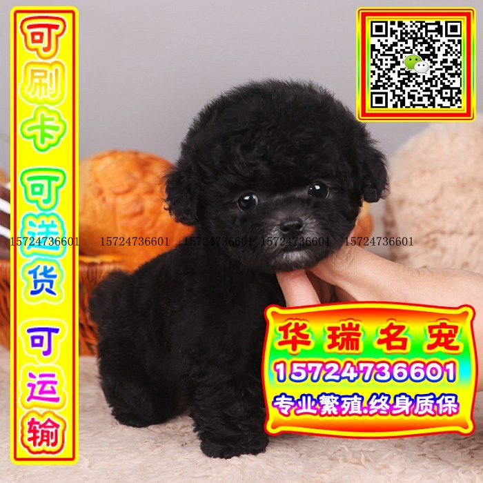 三针做好、送货上门、泰迪、证件齐全、保健康