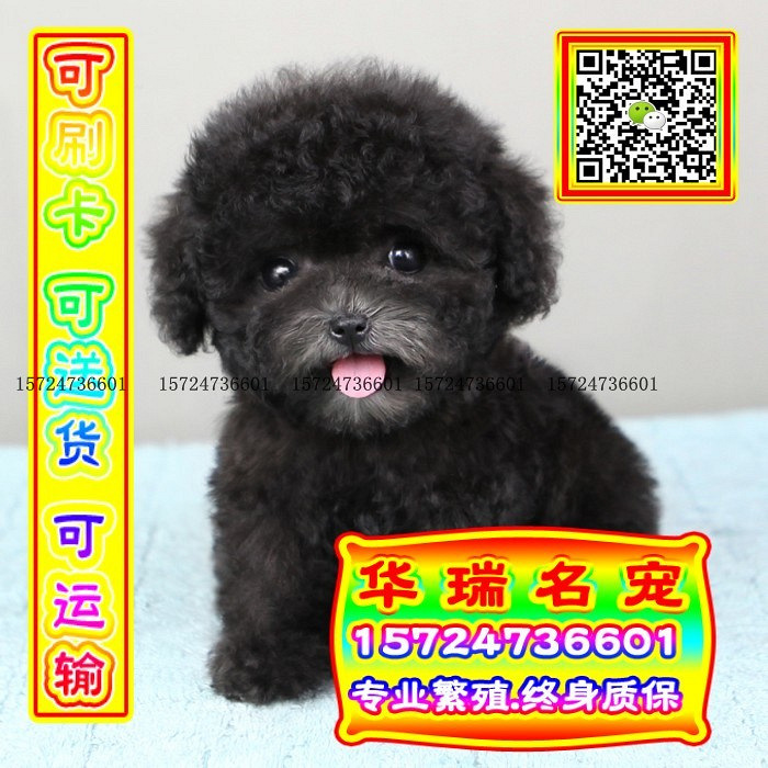 三针做好、送货上门、泰迪、证件齐全、保健康