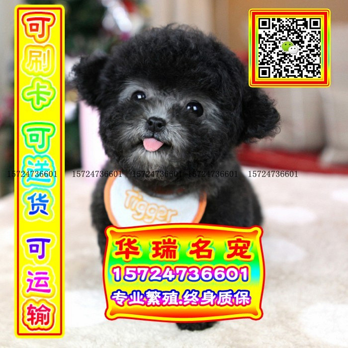 三针做好、送货上门、泰迪、证件齐全、保健康
