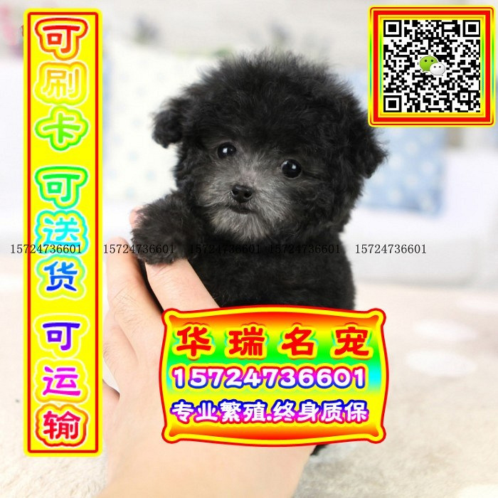 三针做好、送货上门、泰迪、证件齐全、保健康